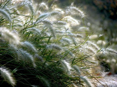 Re: Наши цветы - ячмень гривастый.jpg