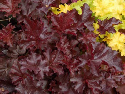Re: Наши цветы - гейхера Chocolate Ruffles.jpg