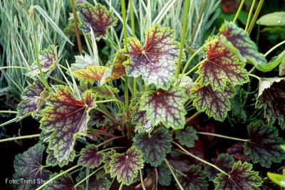 Re: Наши цветы - Гейхера (Heuchera) Dales Strain..jpg