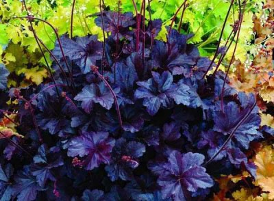 Re: Наши цветы - Гейхера Обсидиан..jpg