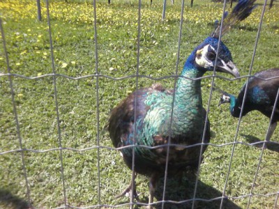 Экзотические животные - парк птиц 018.jpg