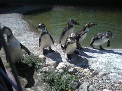 Экзотические животные - парк птиц 045.jpg