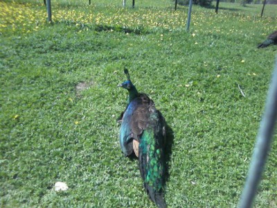 Экзотические животные - парк птиц 015.jpg