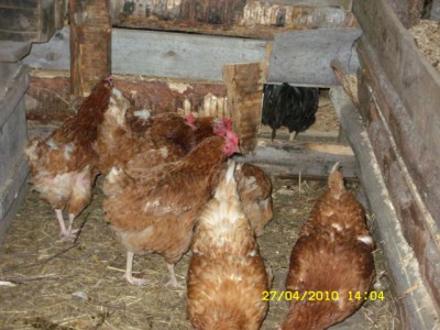 Мои общипыши