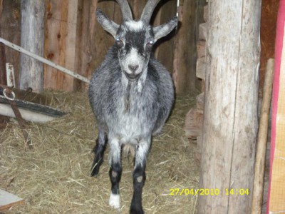 Ага - 12 июня должна родить - страшновато...