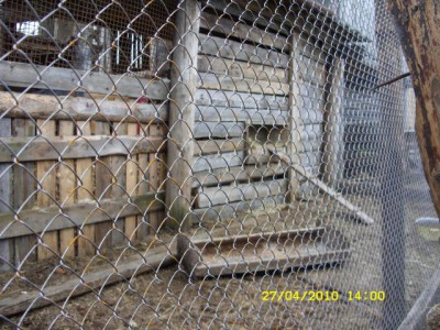 Загон для кур из сетки-рабицы, тут же гнездо на двоих, но они все равно друг на друга лезут...