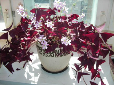 Re: Наши цветы - SANY2512.JPG