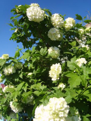 Re: Наши цветы - S8308350.JPG