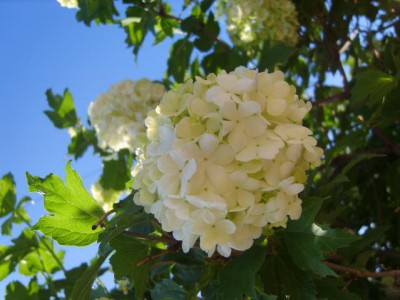 Re: Наши цветы - S8308353.JPG