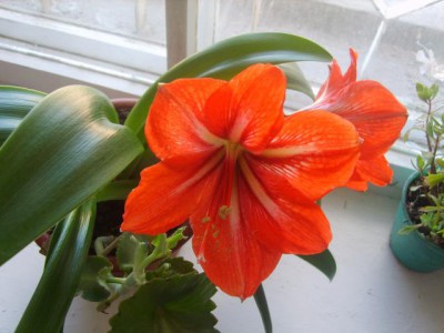 Re: Наши цветы - S8308561.JPG