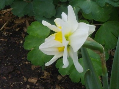 Re: Наши цветы - S8308291.JPG