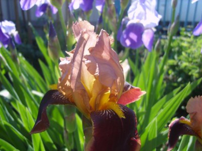 Re: Наши цветы - S8308634.JPG