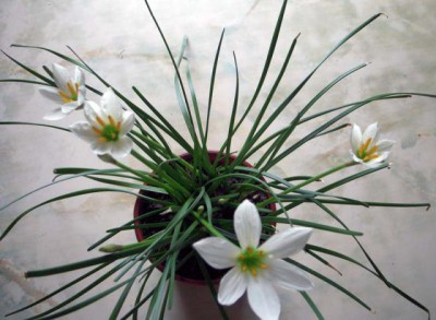 Re: Наши цветы - Изображение 134.jpg