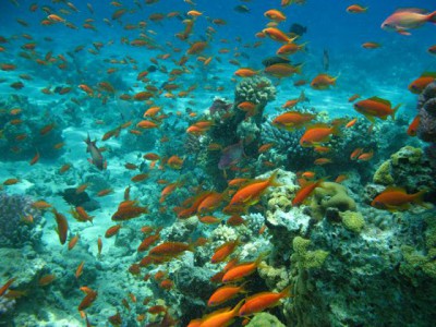 Исполнитель желаний - красное море 2.jpg