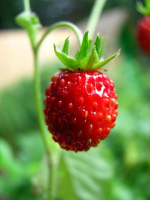 Исполнитель желаний - земляничка 1.jpg