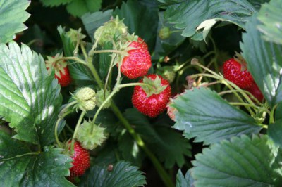 Исполнитель желаний - земляничка 2.jpg