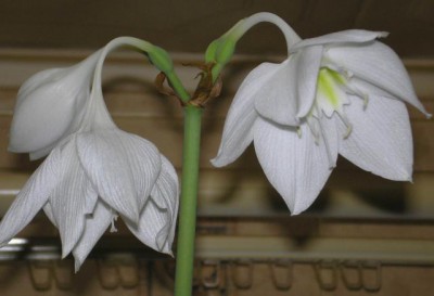 Re: Наши цветы - P101042000.jpg