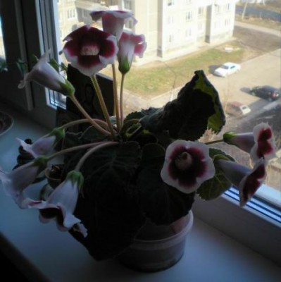 Re: Наши цветы - 55207149.jpg