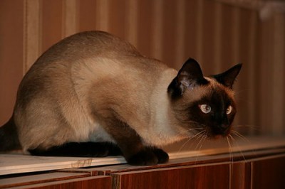 Кто там любит кошек? - вот такого.jpg