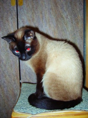 Кто там любит кошек? - или такого.jpg