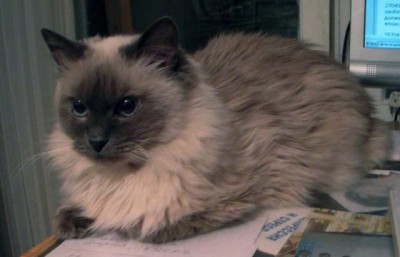 Кто там любит кошек? - Изображение 117.jpg