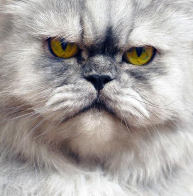 Кто там любит кошек? - 5.jpg