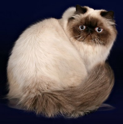 Кто там любит кошек? - персосиам.jpg