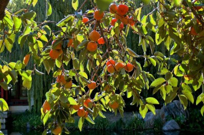 Исполнитель желаний - Сад.jpg