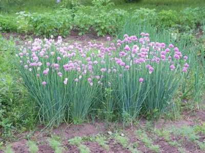 Re: Наши цветы - SANY2576.JPG