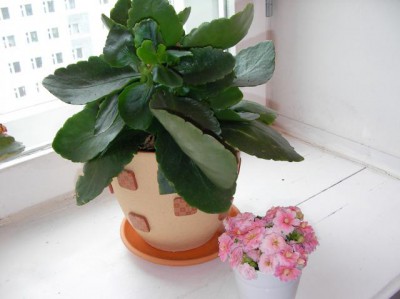 Re: Наши цветы - SANY2610.JPG