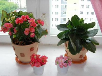 с цветочками не знаю как называется?