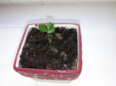 Re: Наши цветы - SANY2609.JPG