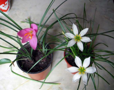 Re: Наши цветы - Изображение 137.jpg