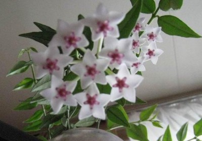 Re: Наши цветы - Хойя.jpg