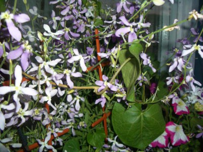 Re: Наши цветы - IMGP8110.JPG