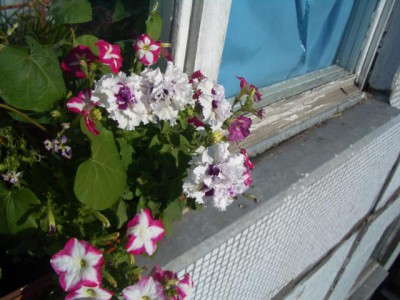 Re: Наши цветы - IMGP7963.JPG