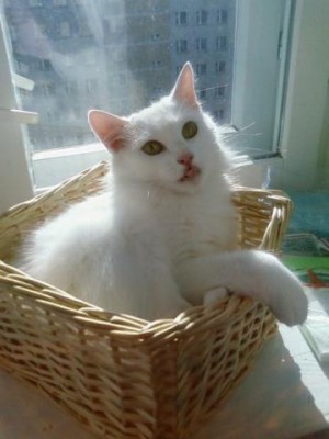 Приколы с нашими животными... - x_f17ae302.jpg