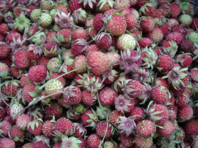 Отдых 2010 - DSC09182.JPG