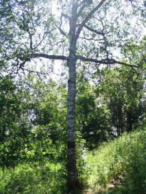 Чудеса православия - На острове Соловки береза выросла в форме креста.jpg