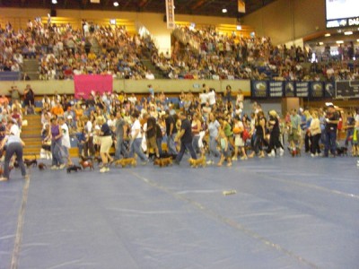 Ищу единомышленников среди собаководов сайта  - 600_8212470.jpg