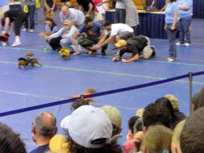 Ищу единомышленников среди собаководов сайта  - 600_8212476.jpg