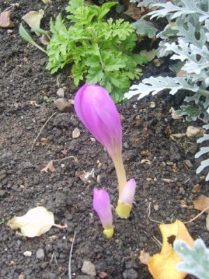 Re: Наши цветы - S8300643.JPG