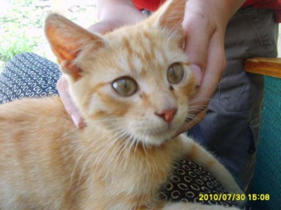 Кто там любит кошек? - S5000034.JPG