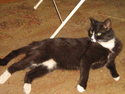 Кто там любит кошек? - IMG_2973.JPG