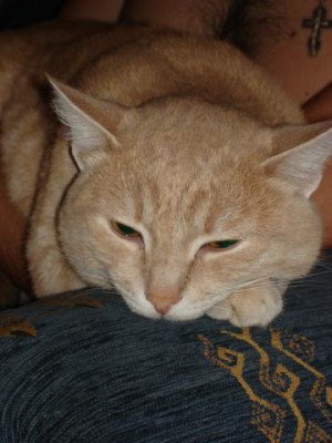 Кто там любит кошек? - DSC09514.jpg