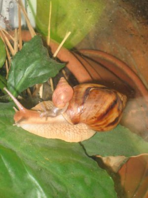 Улитки Ахатины - IMG_4290.jpg