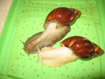 Улитки Ахатины - IMG_4813.jpg