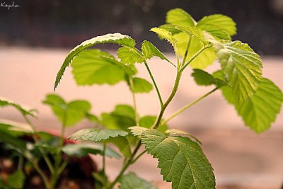 Re: Наши цветы - неопалимая купина.jpg