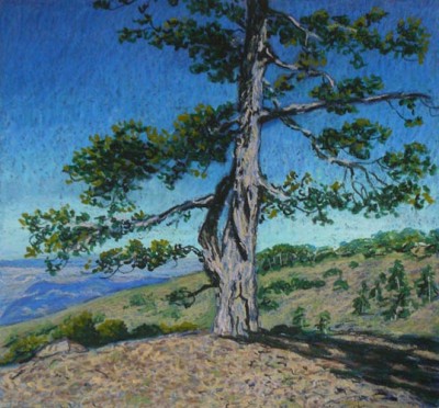 Это сосна в горах