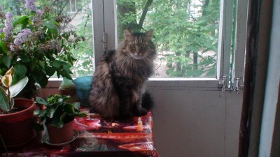 Кто там любит кошек? - DSC07565.JPG